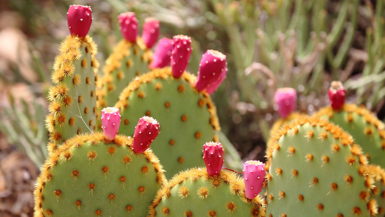 prickly pear dessert recipes