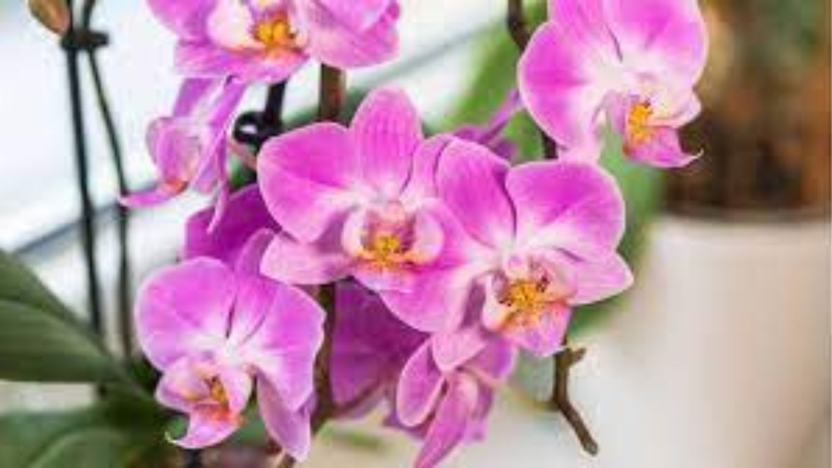 orchids.letseduvate.com