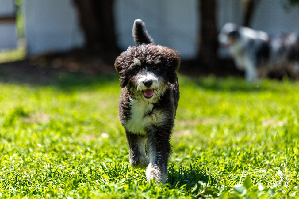 bernedoodle puppy running in sunny grass