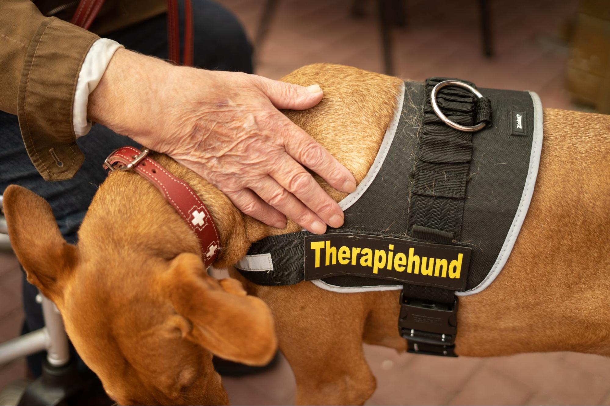 senior citizen petting a therapy dog