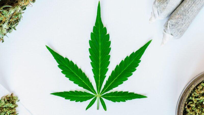 cannabis concentrates, cannabis concentrates guide, popular cannabis concentrates, cannabis extracts, cannabis concentrate effects, best cannabis concentrates, cannabis wax, shatter concentrate, live resin, cannabis oil